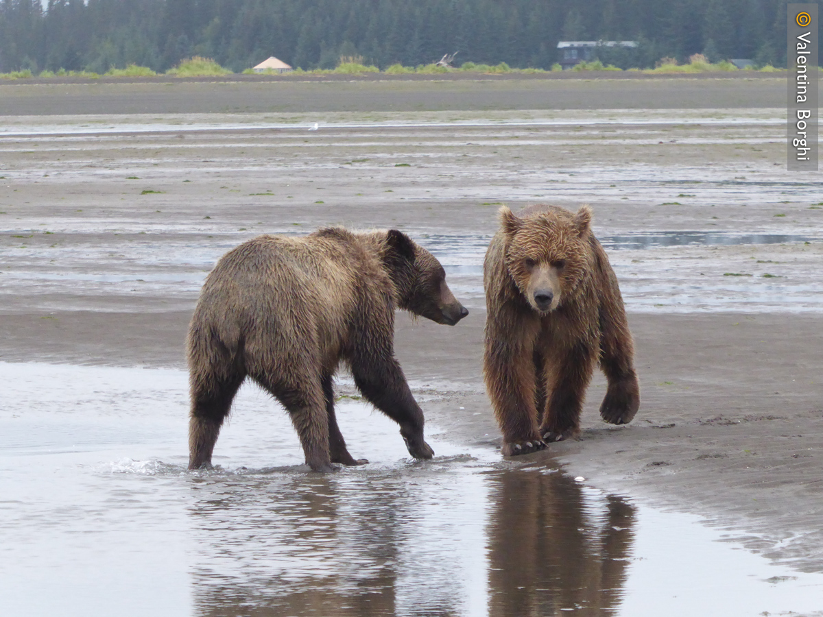 orsi nel Katmai National Park, Alaska