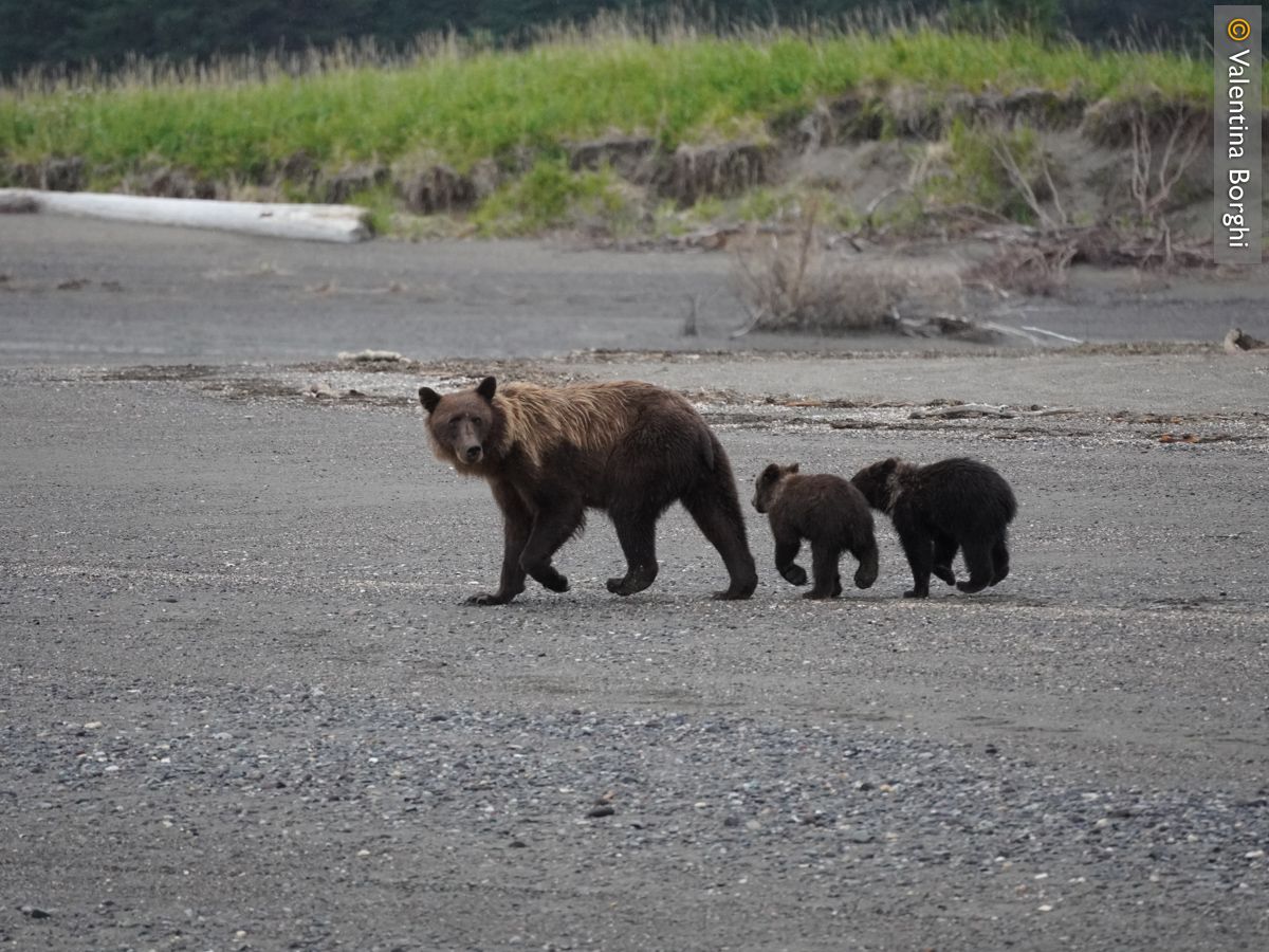 famiglia di orsi nel Katmai, Alaska
