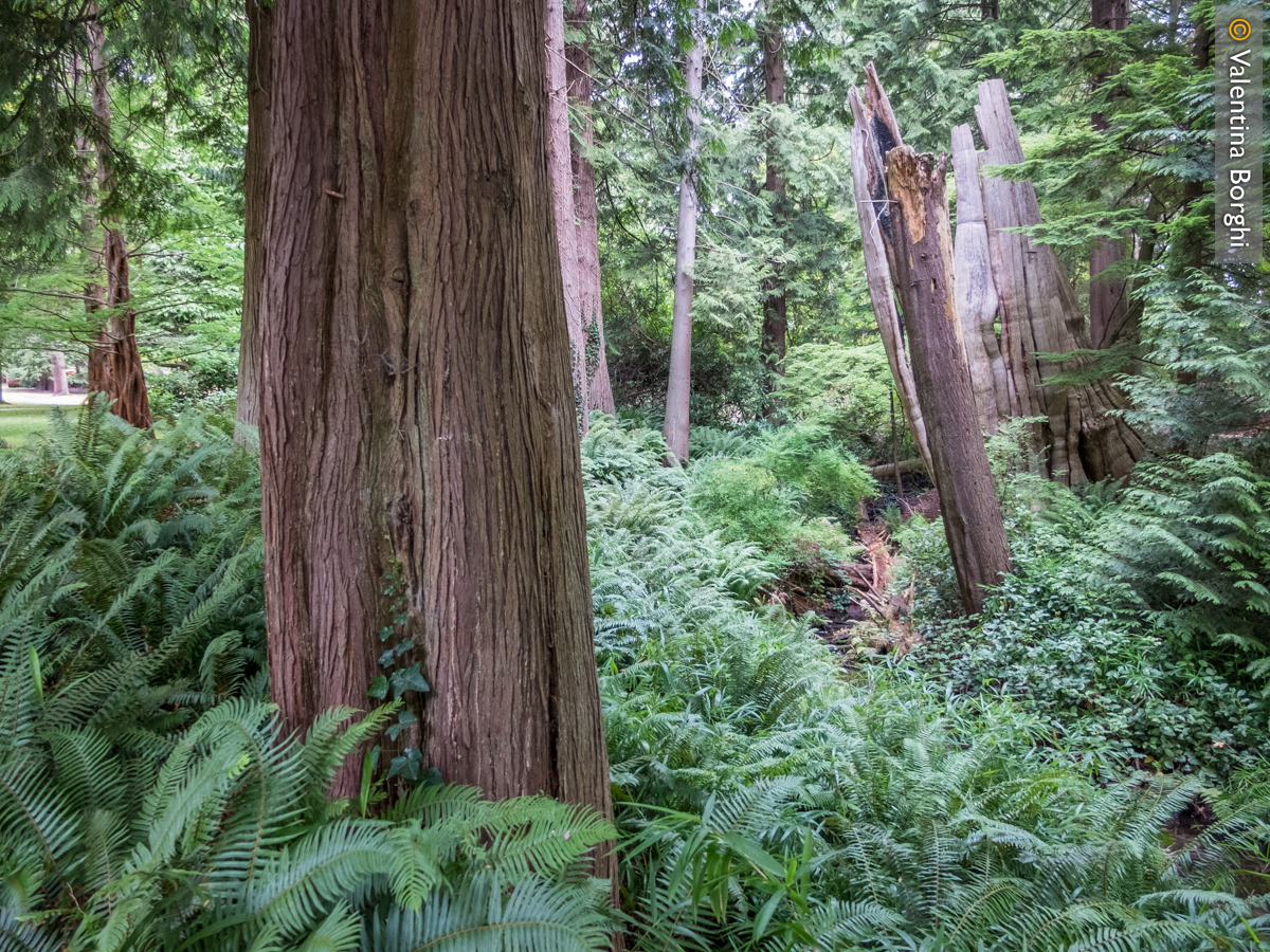 Stanley Park, Vancouver