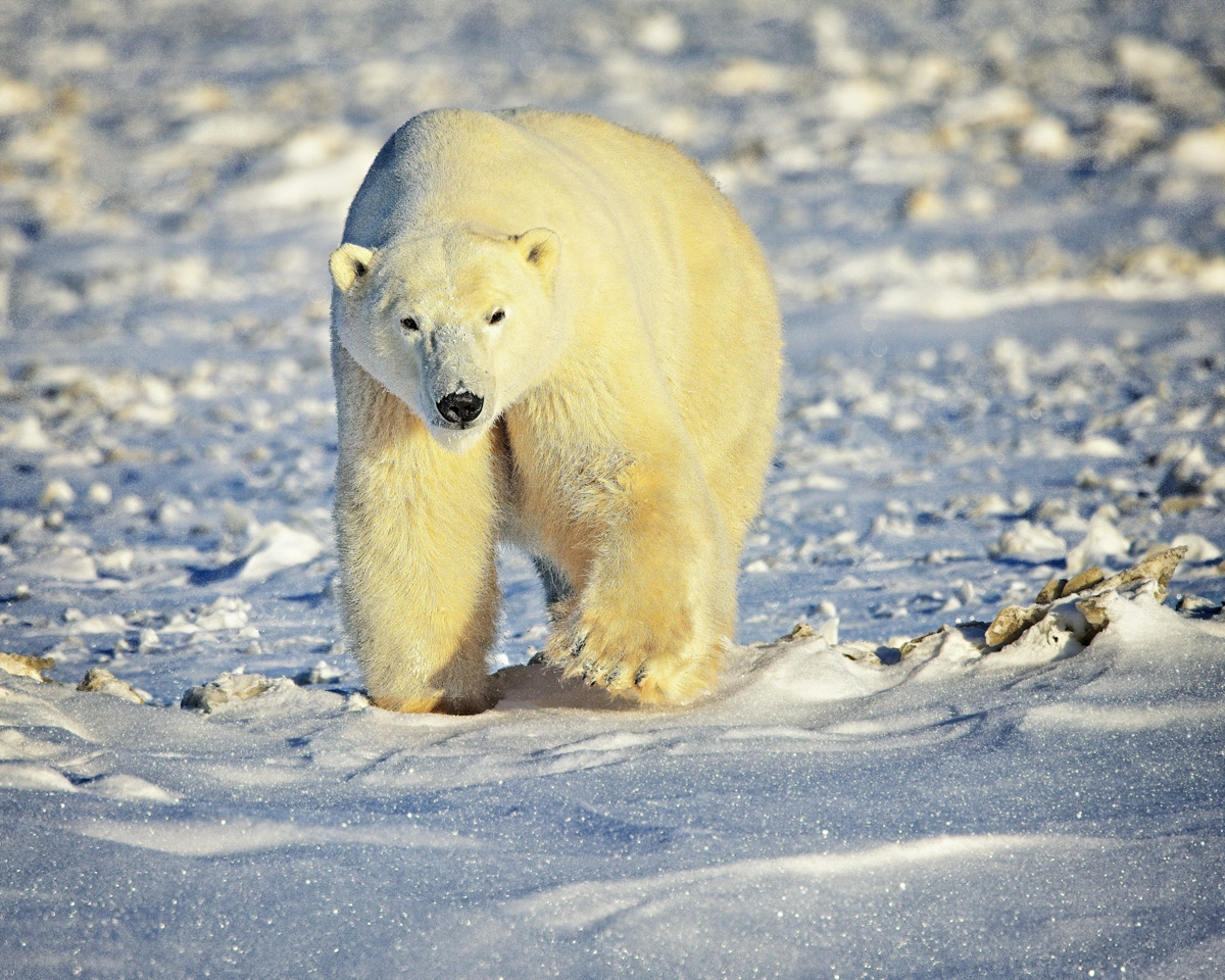 orso polare a Manitoba, Canada