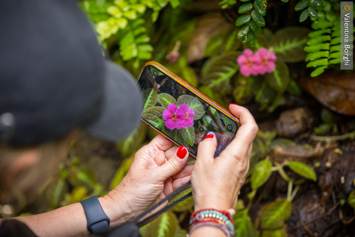 Diamond Falls Botanical Gardens, Santa Lucia