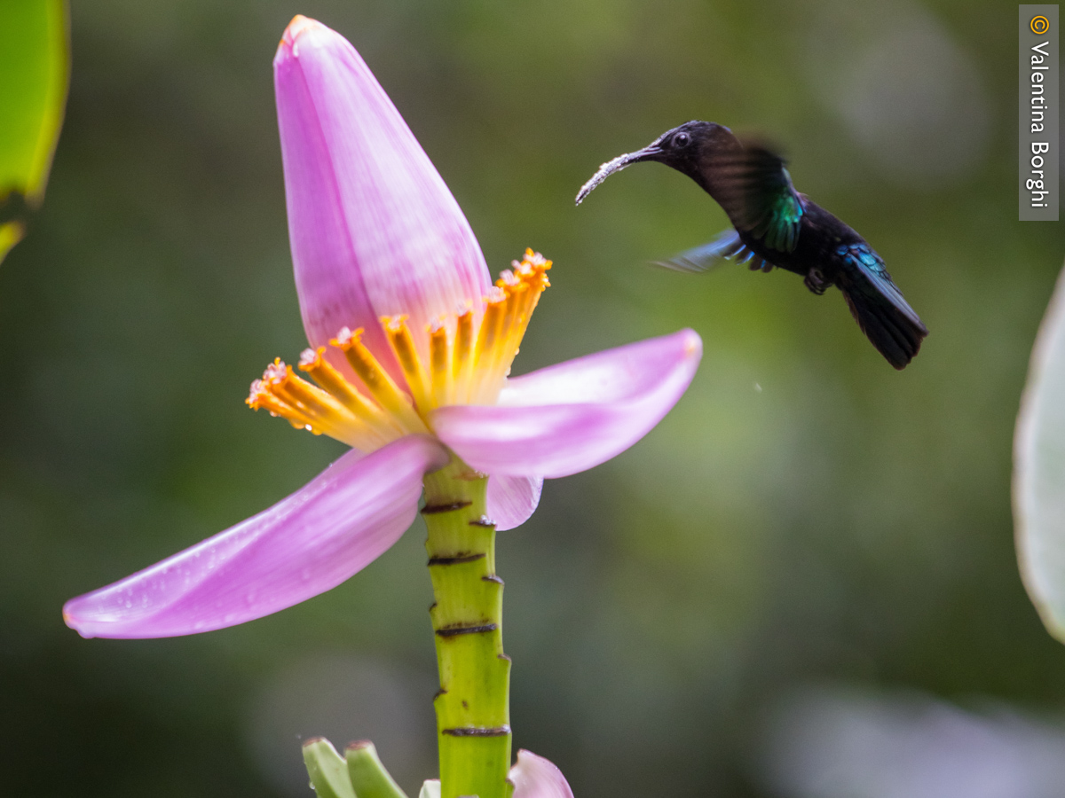 colibrì, al Millet Bird Sanctuary