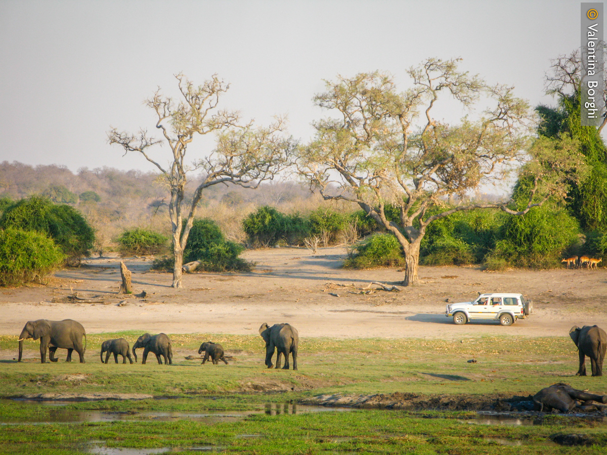 safari nel Chobe Nat Park, Botswana