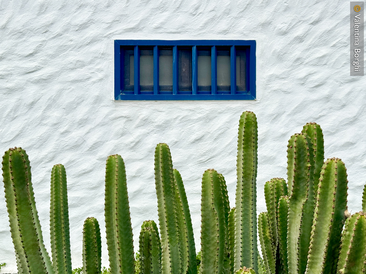 cactus a Lanzarote