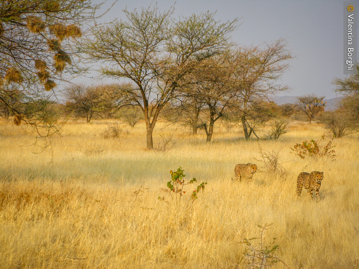 safari nell'Etosha National Park, Namibia