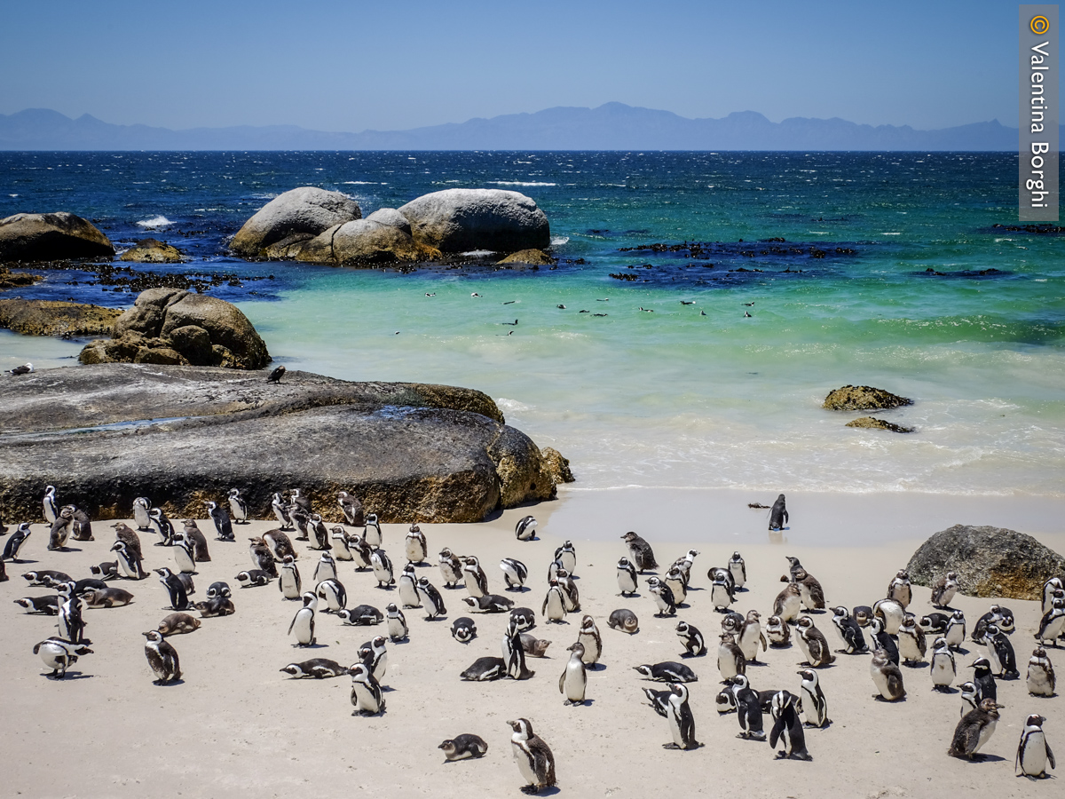 Boulder Beach, Sudafrica