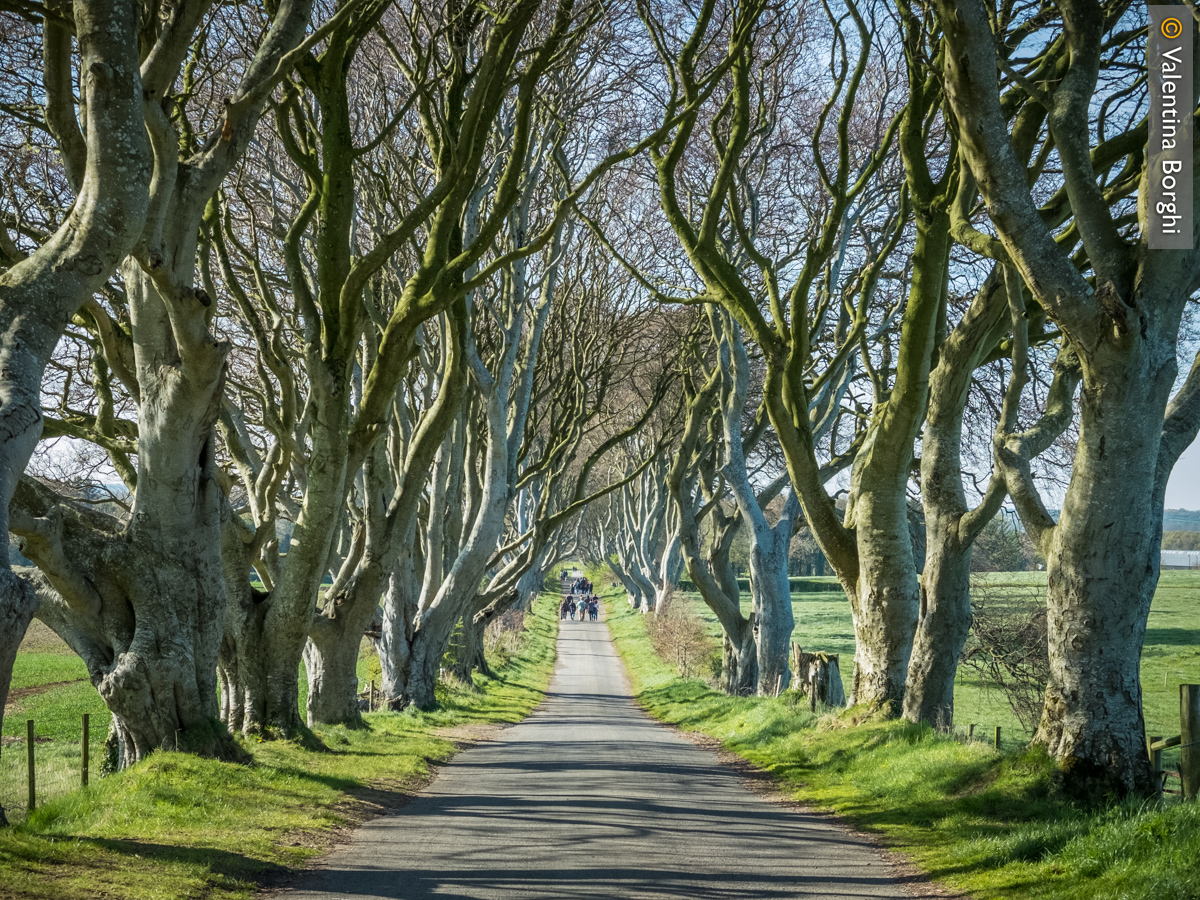The Dark Hedges, Irlanda del nord
