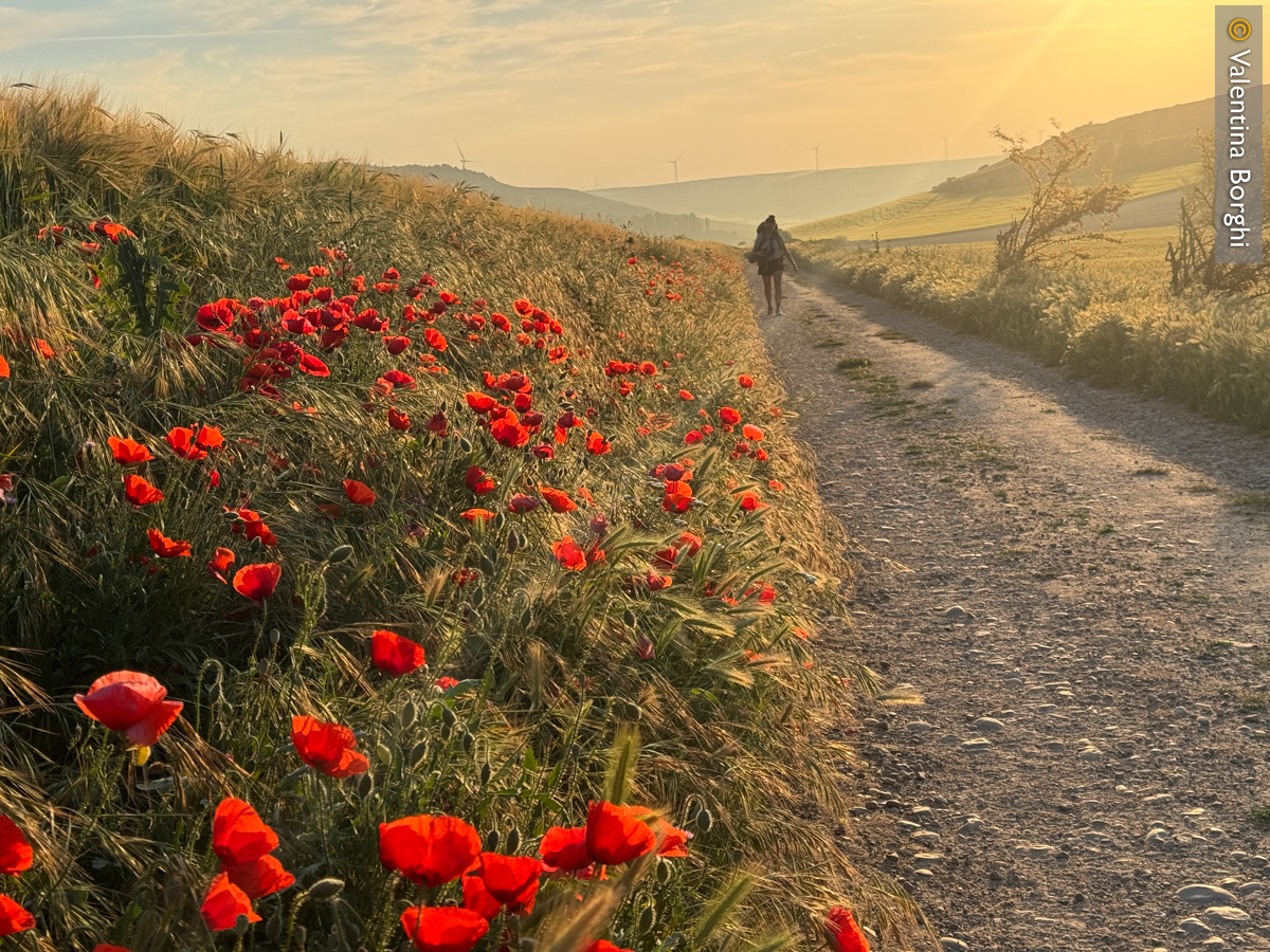 campi fioriti lungo il Cammino di Santiago