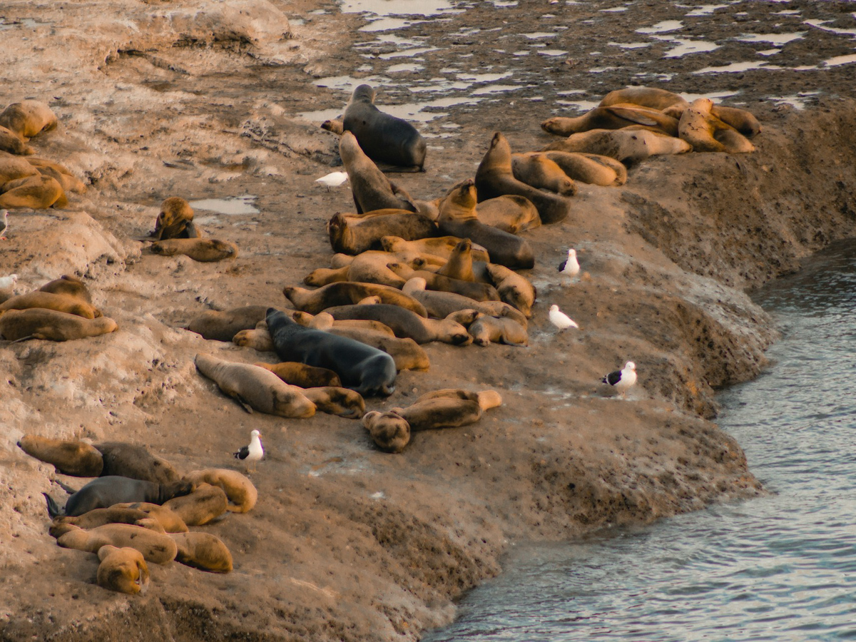 animali nella Penisola di Valdes, Patagonia Argentina