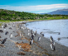 Pinguini a Isla Martillo, Ushuaia, Terra del Fuoco