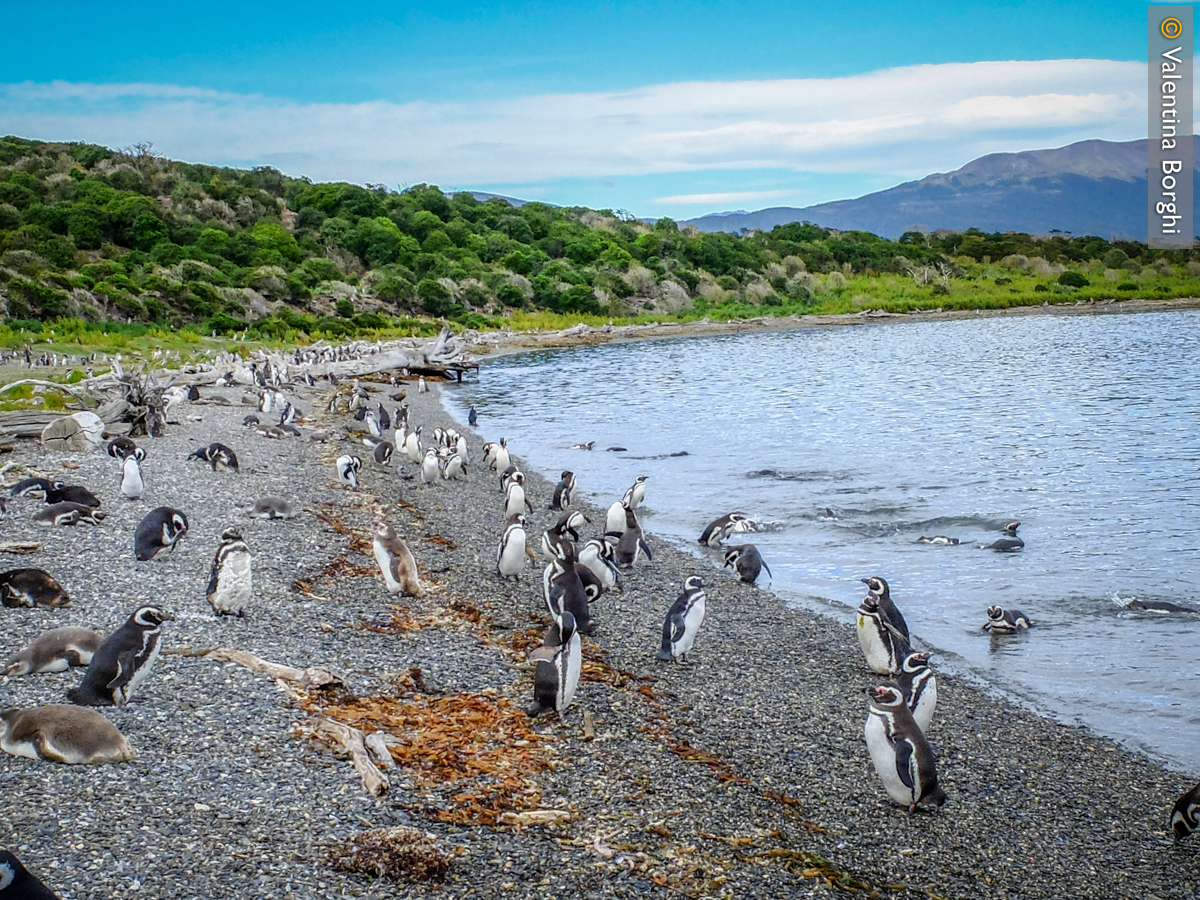 Pinguini a Isla Martillo, Ushuaia, Terra del Fuoco
