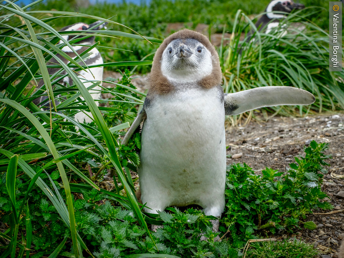 cucciolo di pinguino a Isla Martillo