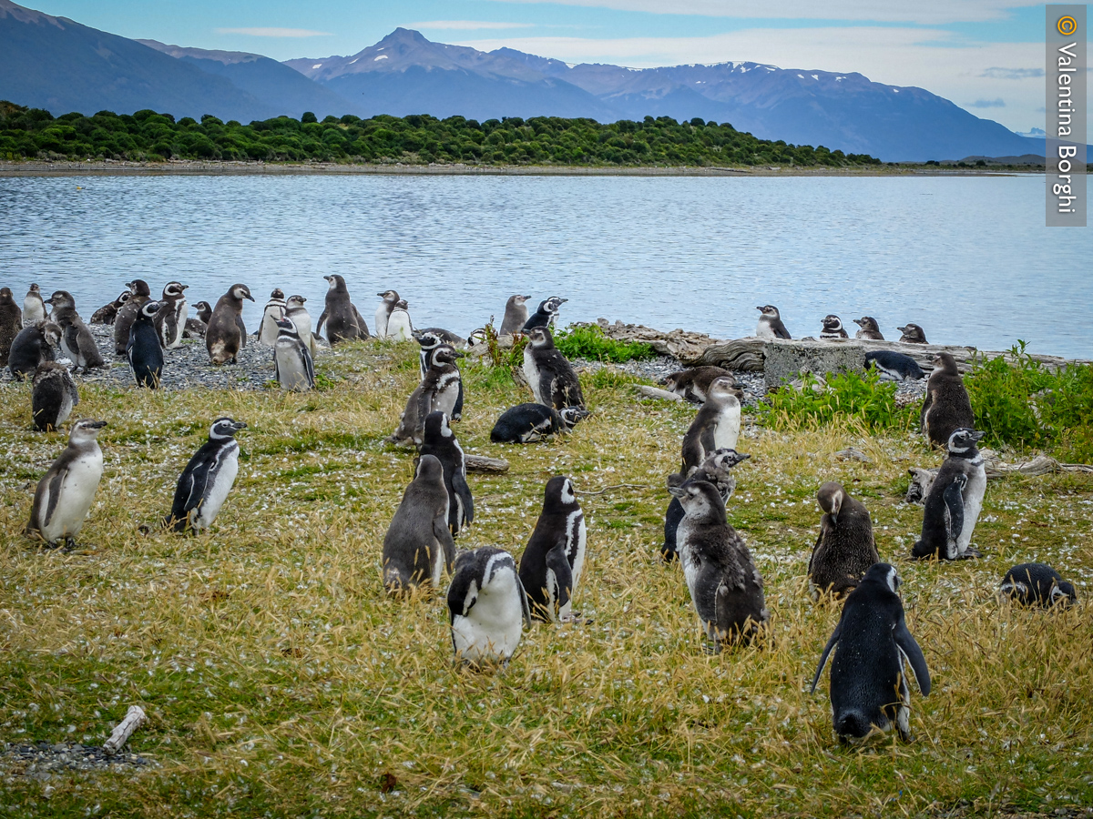 pinguini a Isla Martillo, Terra del Fuoco