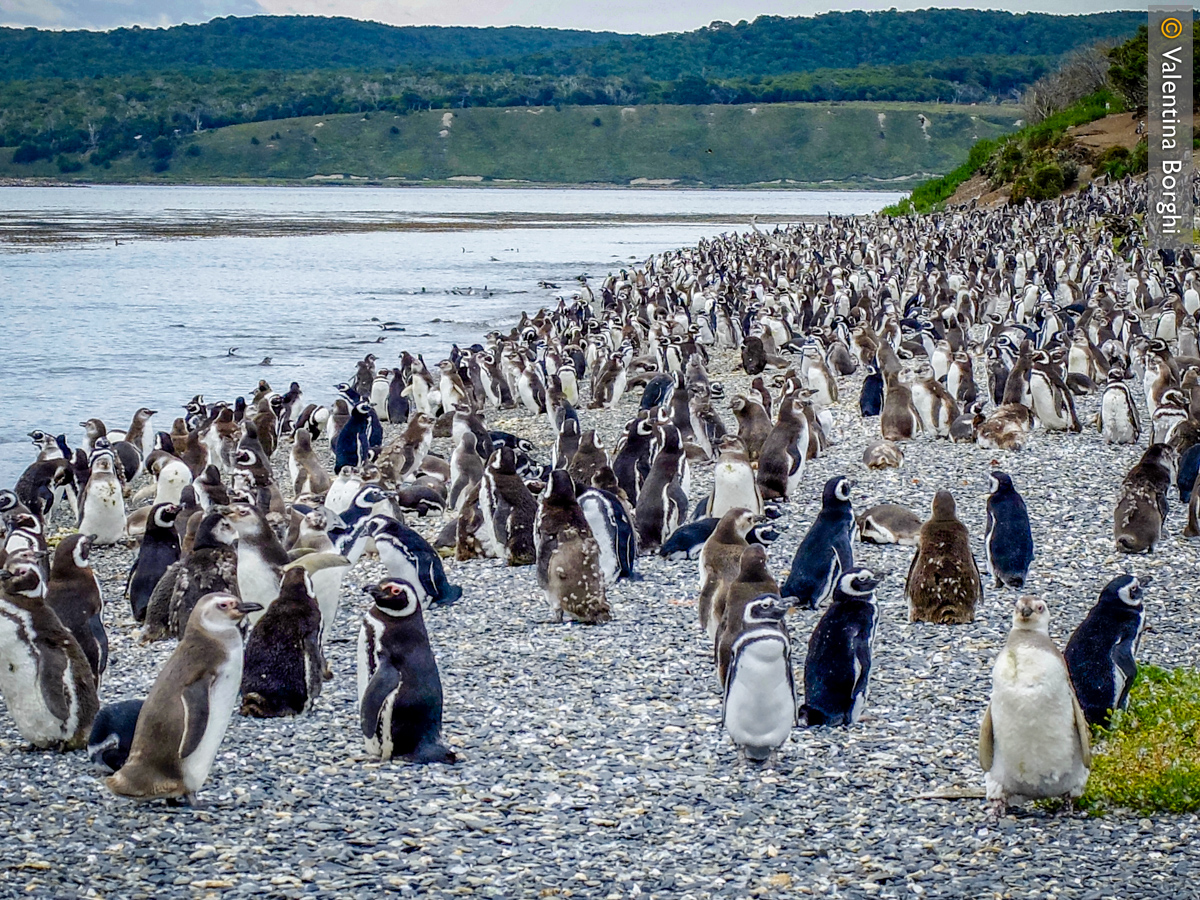 pinguini a Isla Martillo