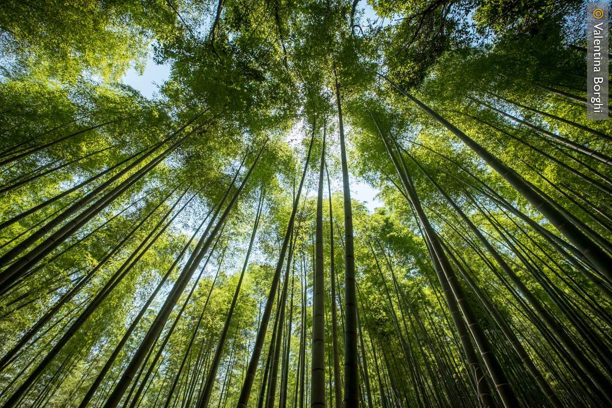 foresta di bambù di Arashiyama, Kyoto