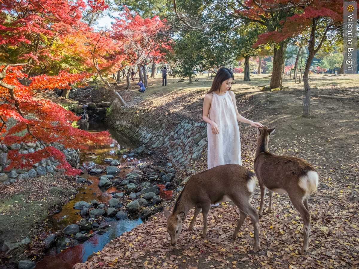 cervi di Nara, Giappone