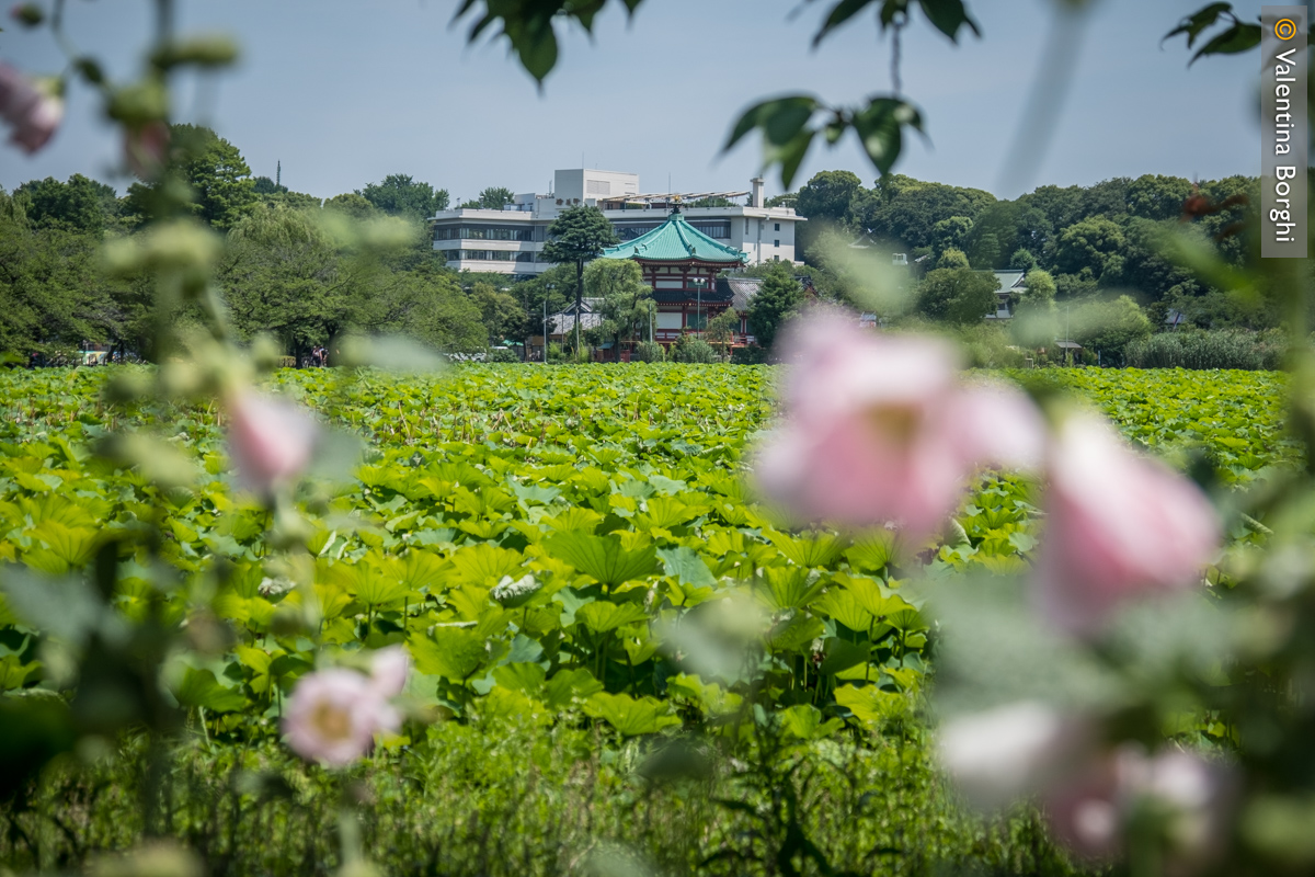 Parco di Ueno, Tokyo
