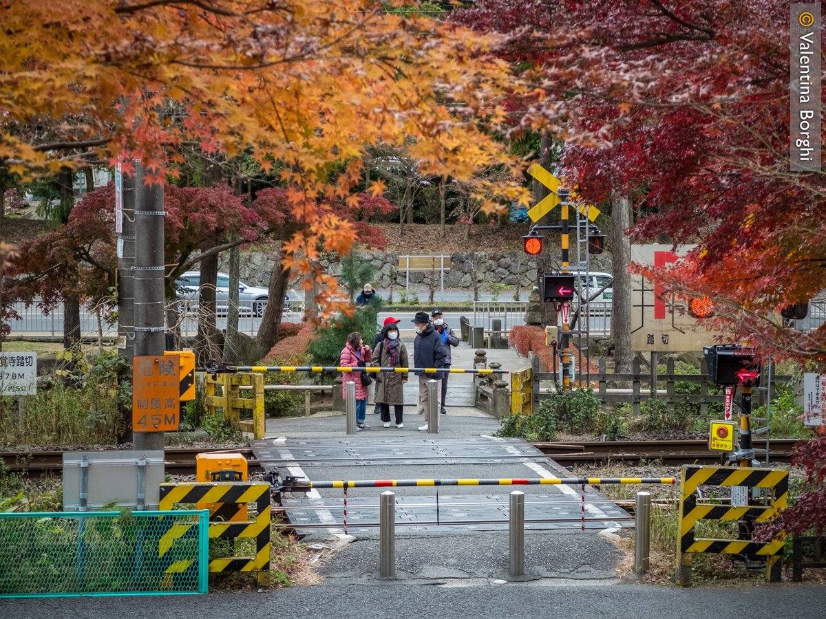 foliage a Kamakura