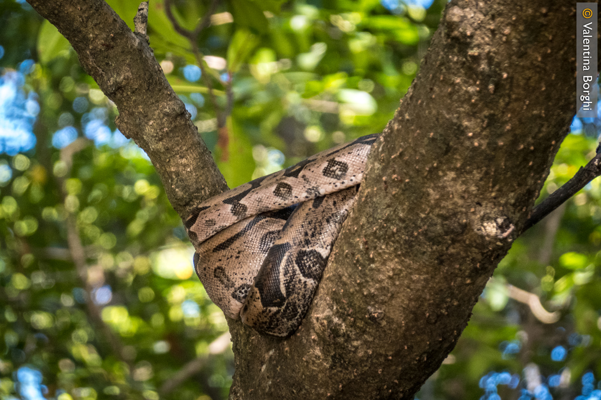 serpente a Parnaiba, Brasile