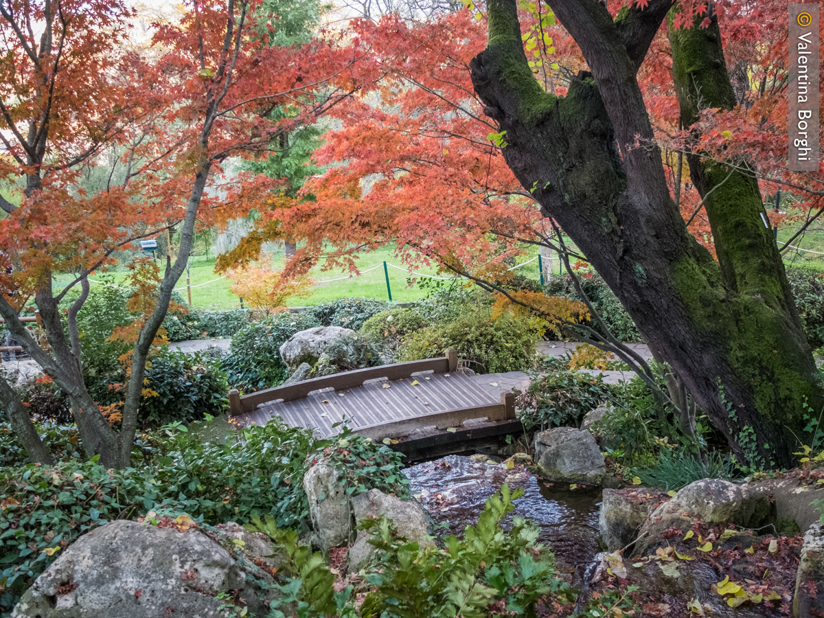 Orto Botanico, Roma