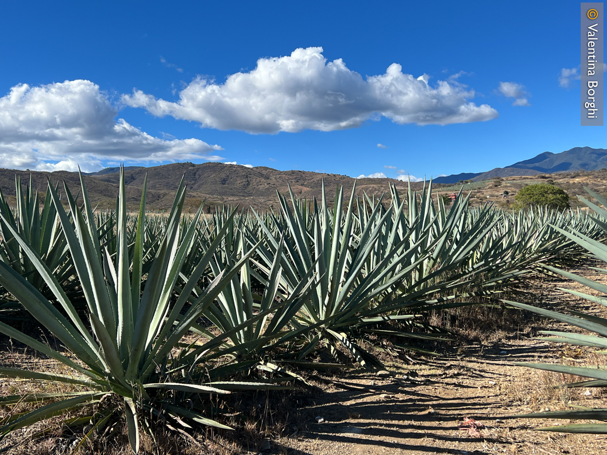 Oaxaca, Messico
