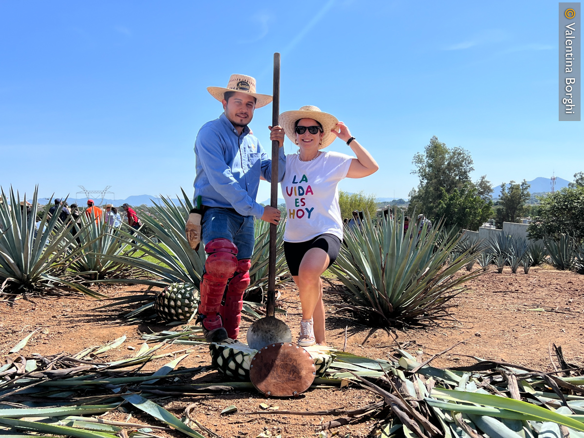 campi di agave a Tequila, Jalisco, Messico