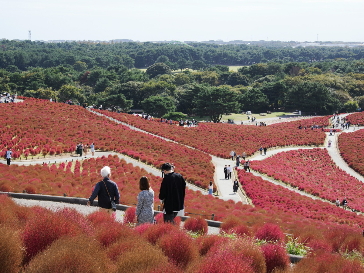 Hitachi Seaside Park 