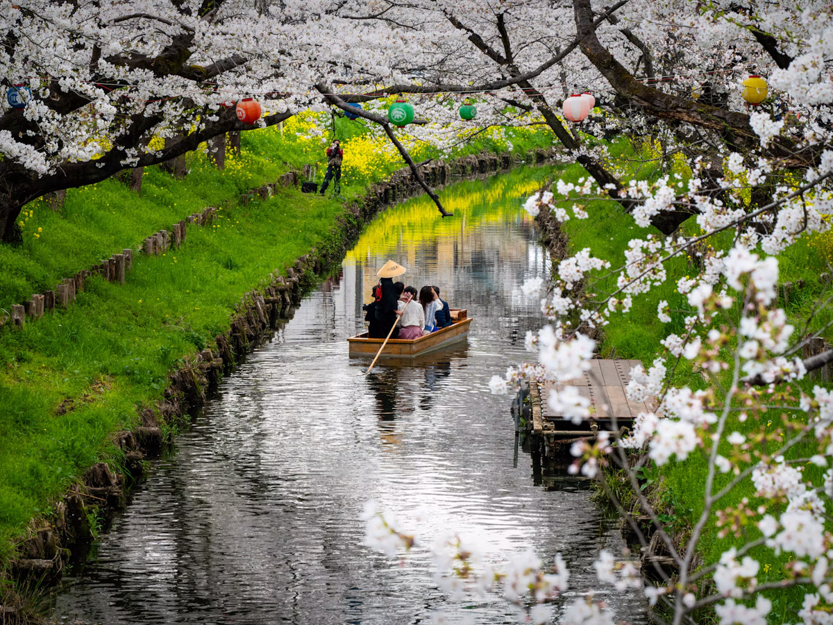 hanami a Kawagoe